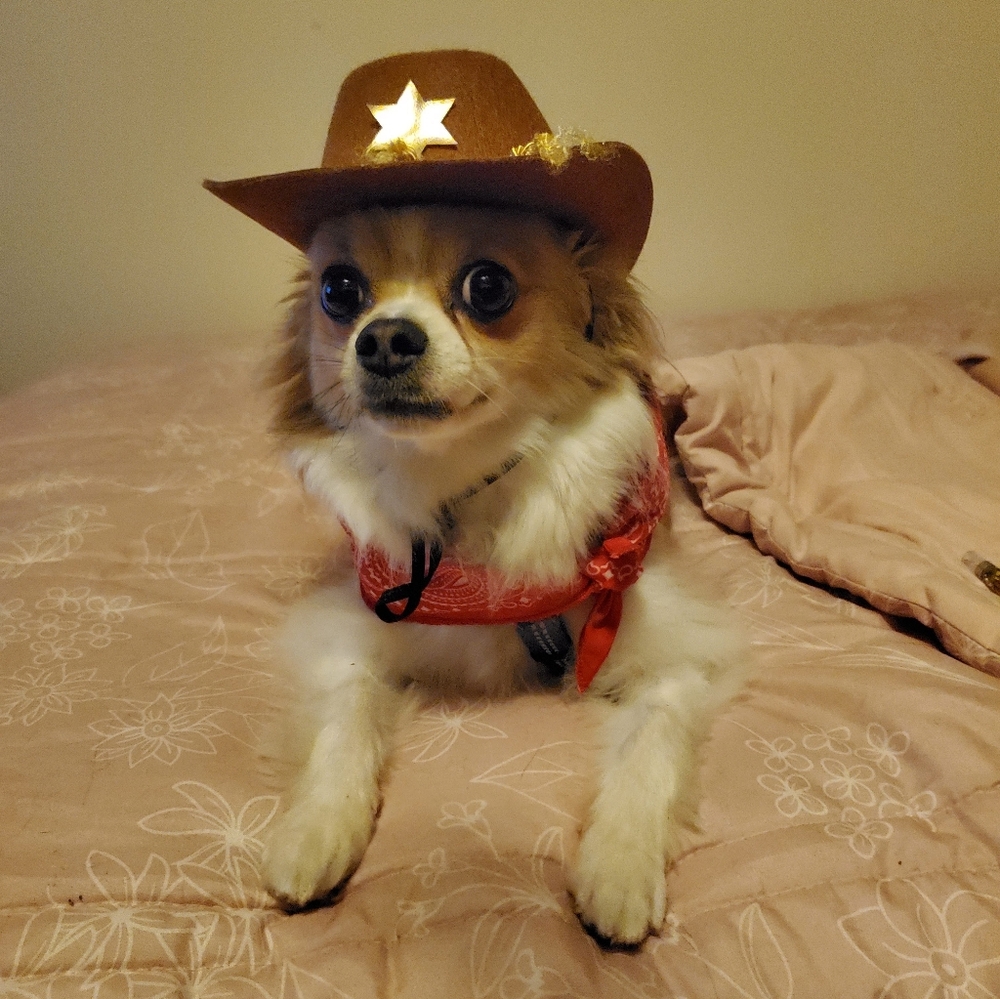 THE SHERIFF IS BACK IN TOWN...AND THIS TIME HE MEANS BUSINESS!